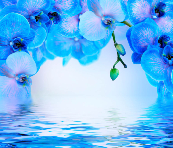 Цветы и растения - 156 | Wall-Style