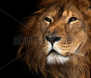 Животные - 70 | Wall-Style