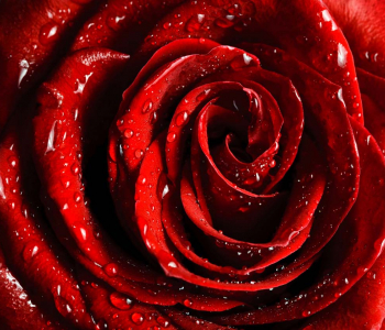 Цветы и растения - 118 | Wall-Style