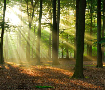 Природа - 66 | Wall-Style