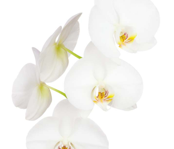 Цветы и растения - 140 | Wall-Style