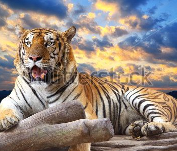 Животные - 68 | Wall-Style