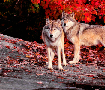 Животные - 38 | Wall-Style