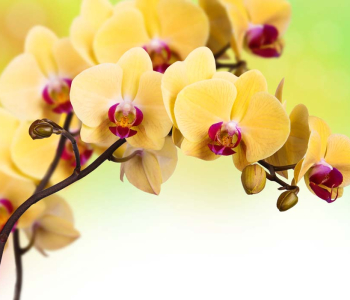 Цветы и растения - 126 | Wall-Style