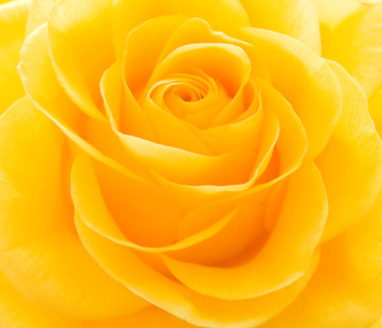 Цветы и растения - 51 | Wall-Style