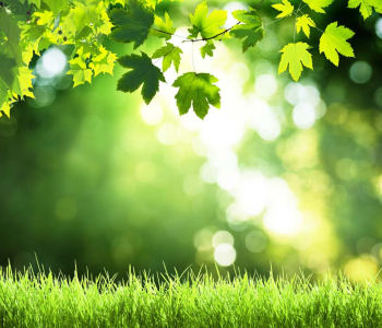 Природа - 11 | Wall-Style