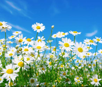 Цветы и растения - 24 | Wall-Style