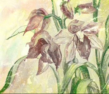 Цветы и растения - 51 | Wall-Style