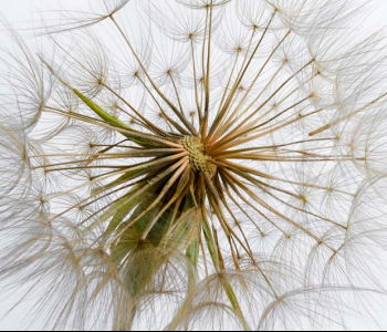 Цветы и растения - 61 | Wall-Style