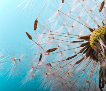 Цветы и растения - 59 | Wall-Style