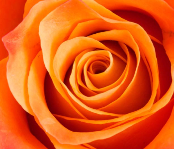 Цветы и растения - 187 | Wall-Style