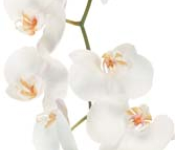 Цветы и растения - 104 | Wall-Style