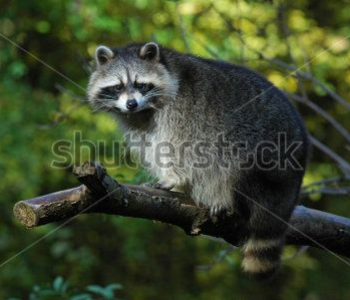 Животные - 209 | Wall-Style