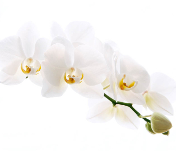 Цветы и растения - 109 | Wall-Style