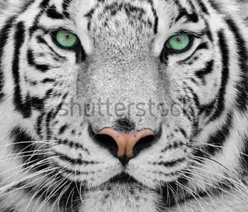 Животные - 40 | Wall-Style