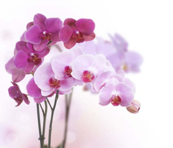 Цветы и растения - 78 | Wall-Style