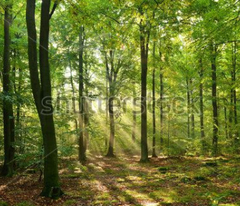 Природа - 153 | Wall-Style