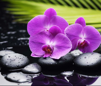 Цветы и растения - 124 | Wall-Style