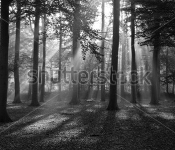 Природа - 486 | Wall-Style