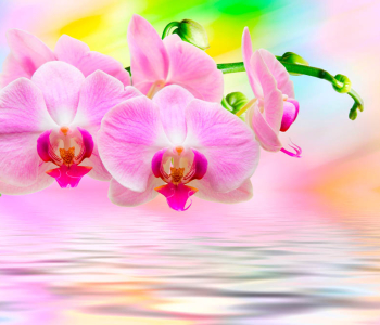 Цветы и растения - 154 | Wall-Style