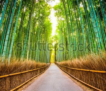 Природа - 175 | Wall-Style