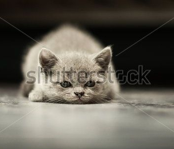 Животные - 35 | Wall-Style