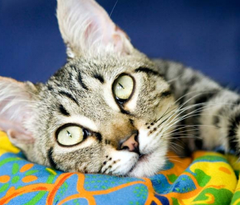 Животные - 34 | Wall-Style