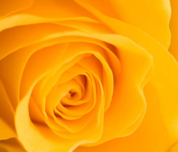 Цветы и растения - 92 | Wall-Style