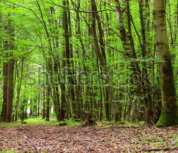 Природа - 114 | Wall-Style