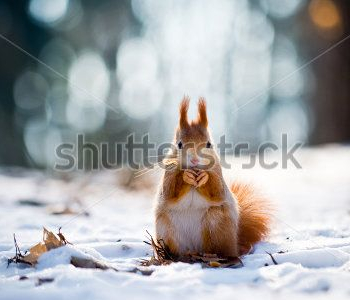 Животные - 442 | Wall-Style