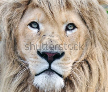 Животные - 63 | Wall-Style