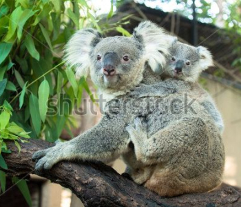 Животные - 100 | Wall-Style