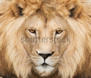 Животные - 56 | Wall-Style