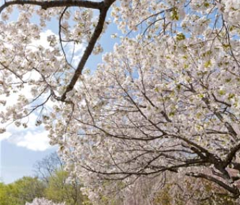 Природа - 3 | Wall-Style