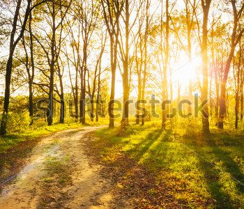 Природа - 560 | Wall-Style