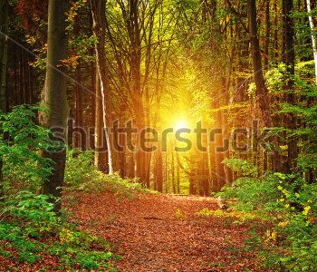 Природа - 840 | Wall-Style