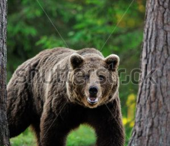 Животные - 71 | Wall-Style