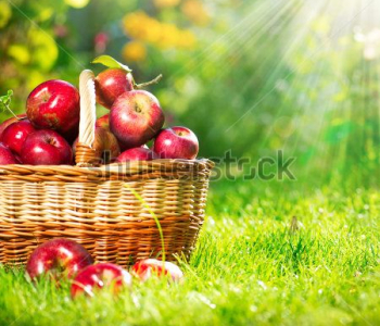 Еда и напитки - 58 | Wall-Style