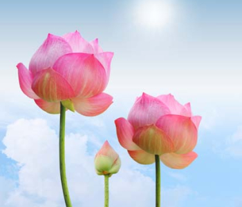 Цветы и растения - 57 | Wall-Style