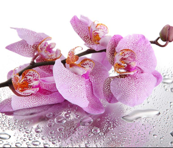 Цветы и растения - 12 | Wall-Style