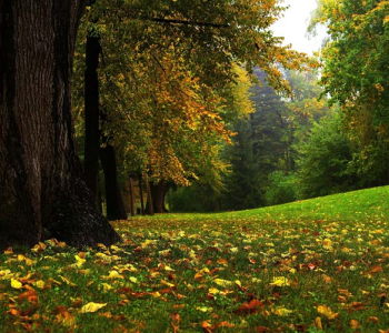 Природа - 63 | Wall-Style