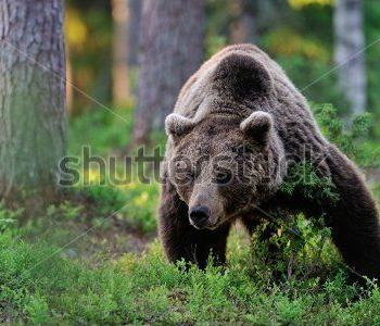 Животные - 51 | Wall-Style