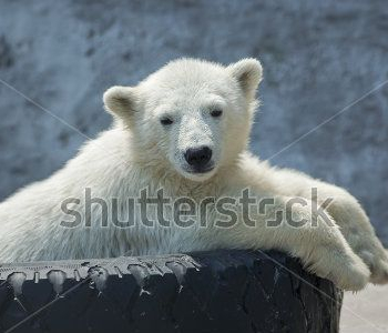 Животные - 23 | Wall-Style