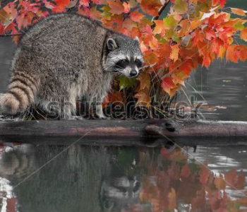 Животные - 212 | Wall-Style