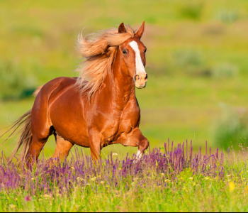 Животные - 22 | Wall-Style