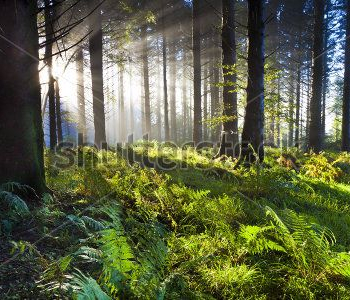 Природа - 31 | Wall-Style