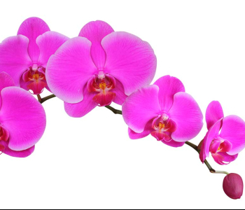 Цветы и растения - 113 | Wall-Style