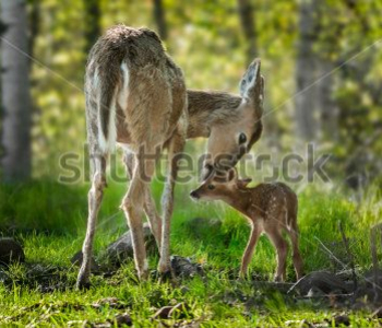 Животные - 291 | Wall-Style