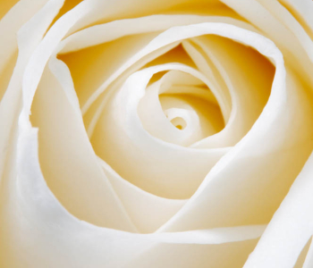 Цветы и растения - 151 | Wall-Style