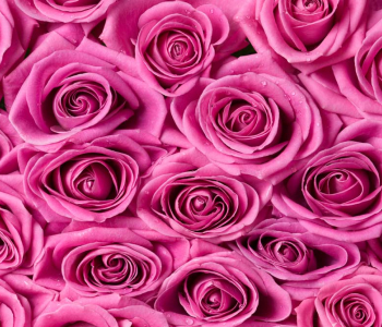 Цветы и растения - 102 | Wall-Style